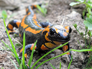 Pays d'Auray. Connaissez-vous la salamandre tachetée ?